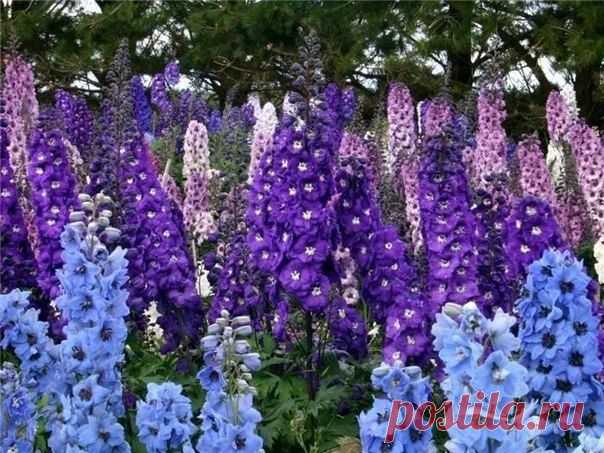 Дельфиниум - Садоводка
