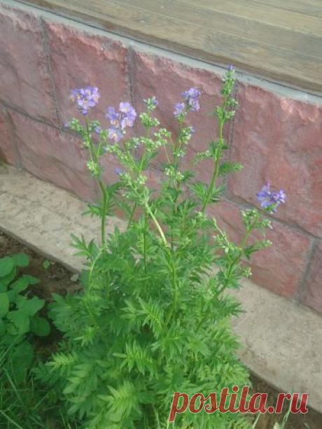 Дачные хитрости
Светлана Роганова(Колесникова)