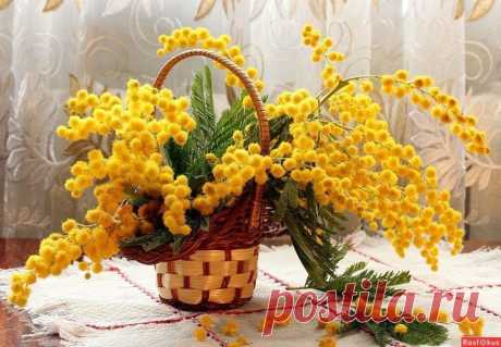 ...Еще лежит последний Снег и помнятся Морозы ... А уж Весна берет Разбег и дарит нам Мимозы....