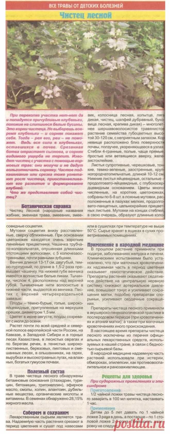 Чистец лесной
