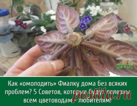 Фиалка - очень красивое растение, которое требует своевременного ухода и омоложение. После нескольких лет роста фиалка начинает стареть, ствол становится некрасивым и кривым, а цветоносы уже не радуют таким ярким и пышным цветением.
Именно поэтому я столкнулась с проблемой омоложения фиалок в домашних условиях, так как покупать готовые растения очень дорого. Исходя из личного опыта, могу посоветовать несколько вариантов омоложения фиалок, которые дают хорошие результаты.
Самым простым является