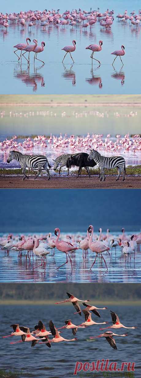 Миллионы розовых фламинго на озере Накуру, Кения (30 фото) | ПРИЛЮДИЯ