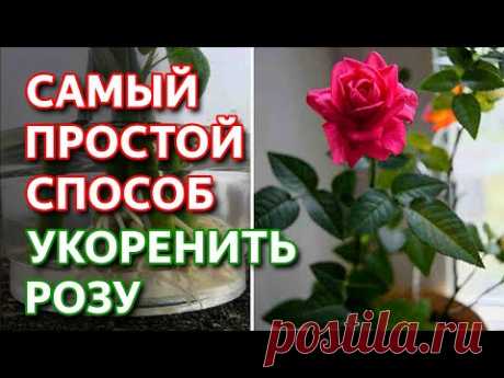 Укоренить любую розу! Самый простой способ как укоренить розу.