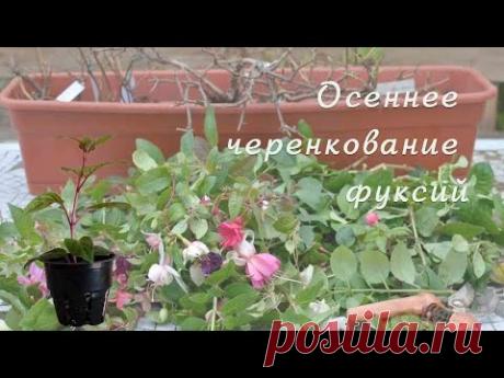 Простой способ черенкования фуксий осенью и зимой