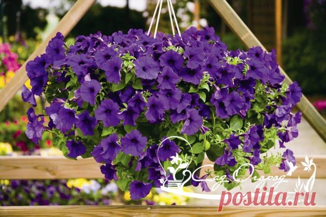 КАК ВЫРАСТИТЬ КАСКАДНУЮ ПЕТУНИЮ