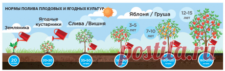Сколько воды нужно каждому овощу - Садоводка