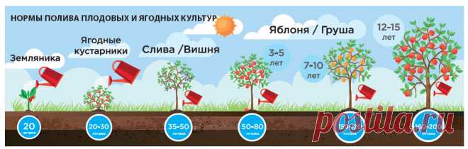Сколько воды нужно каждому овощу - Садоводка
