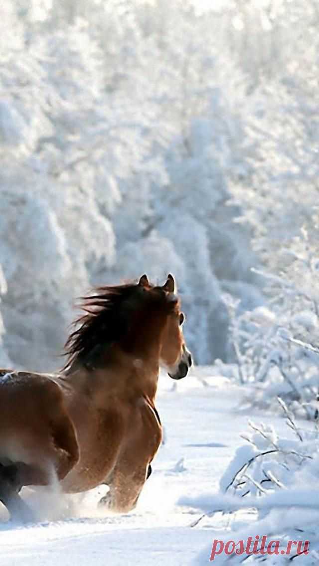 Winter snow | Let it Snow!