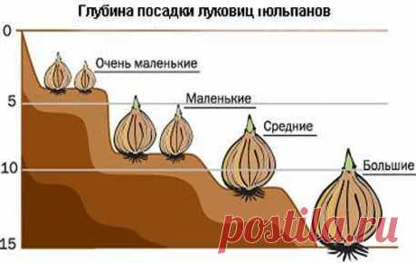 глубина посадки луковиц тюльпанов