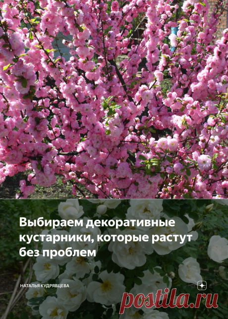 Выбираем декоративные кустарники, которые растут без проблем | Наталья Кудрявцева | Яндекс Дзен