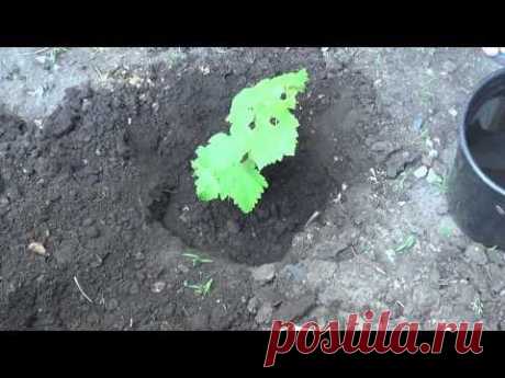 Посадка винограда черенками