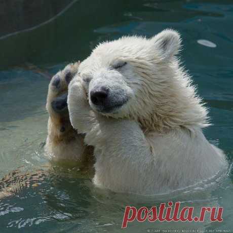 наш новосибирский мишка