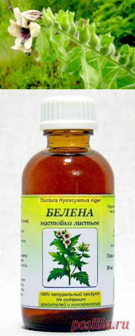 Белена - лечебные свойства и применение.