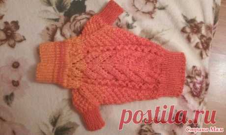 Свитерок для собачки градиентом, спицы. - Вязание - Страна Мам