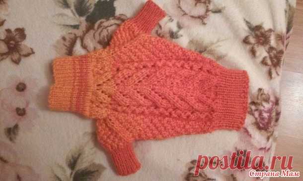 Свитерок для собачки градиентом, спицы. - Вязание - Страна Мам