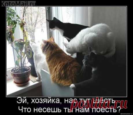 Что несёшь?