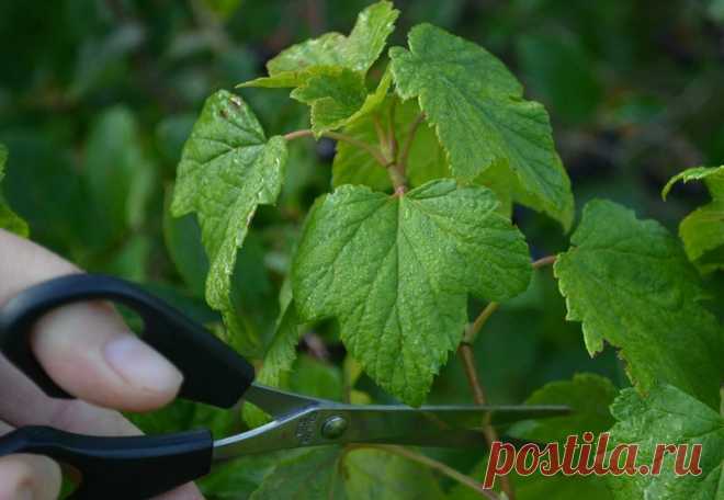 Простая обрезка смородины летом. Увеличиваем урожай с помощью одной хитрости | Дачные секреты от Виктории Радзевской | Яндекс Дзен