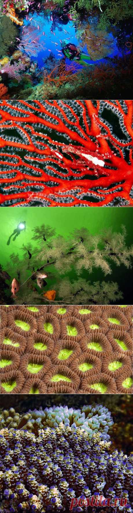 Древнейшие обитатели южных морей — Наука и жизнь