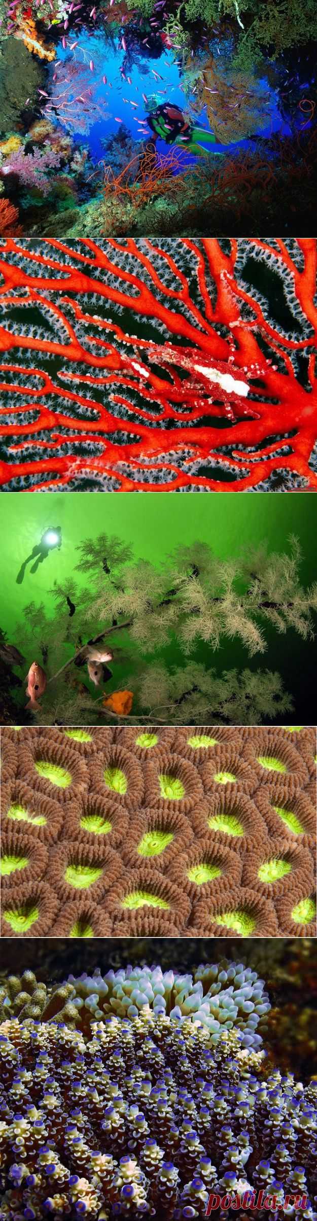Древнейшие обитатели южных морей — Наука и жизнь