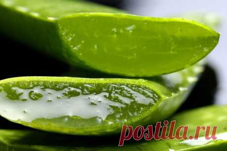 Мощные маски из Алоэ Вера для молодости и красоты кожи | Дача, сад, огород, рыбалка, рецепты, красота, здоровье