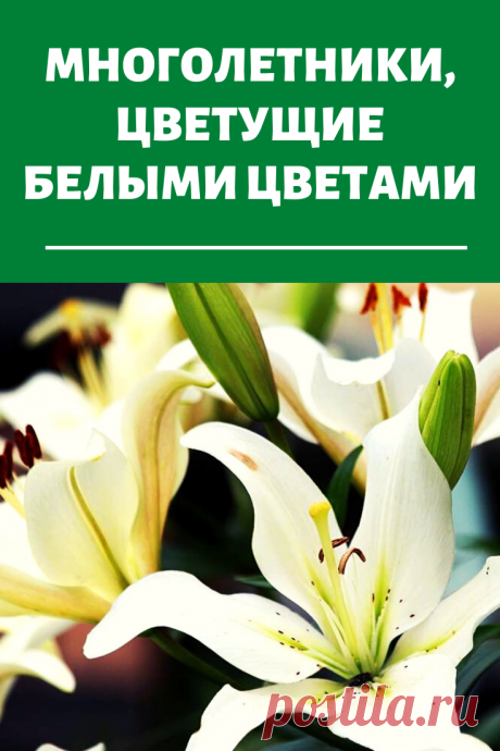 Многолетники, цветущие белыми цветами: прекрасное украшение сада