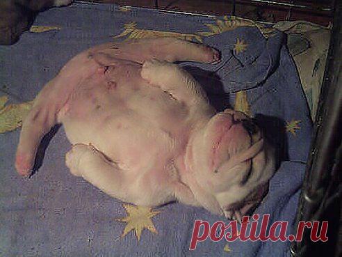 И снится мне не рокот космодрома, не эта ледяная синева. А снится мне сметаны три бидона и вкусная свиная колбас-а-а-а.