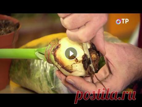 Гиппеаструм – пересадка и лечение загнивших луковиц Гиппеаструм – огромный род растений, насчитывающий около 80 видов. Кроме этого существует большое чисто не только видов, но и сортов. И бардовые, и кр...