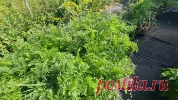 Подсмотрели как в Европе выглядят огороды и весной переделали свой. Показываю что получилось | Юлия Ламбоцкая | Дзен