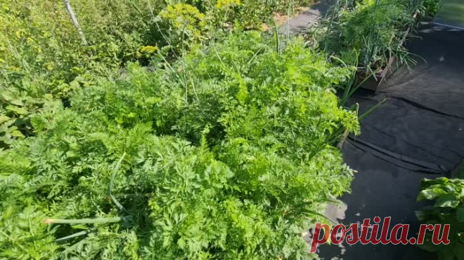 Подсмотрели как в Европе выглядят огороды и весной переделали свой. Показываю что получилось | Юлия Ламбоцкая | Дзен