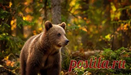 Признаки класса млекопитающих: полный обзор характеристик с примерами | PortalBio