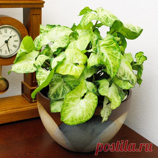 КОМНАТНЫЕ РАСТЕНИЯ С КРАСИВЫМИ ЛИСТЬЯМИ И РЕДКИМ ПОЛИВОМ