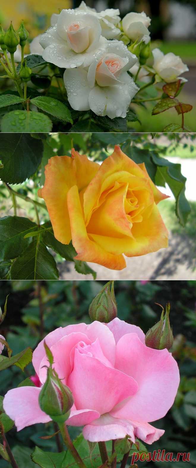 Розы для Вас:))).