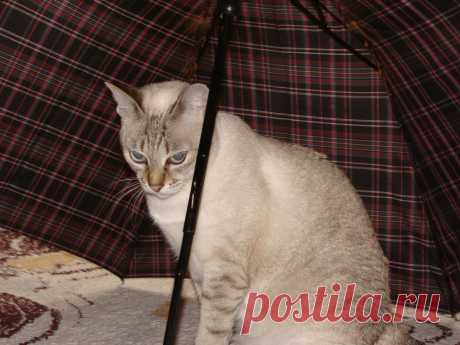 А если завтра дождь?...