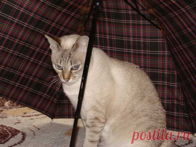 А если завтра дождь?...