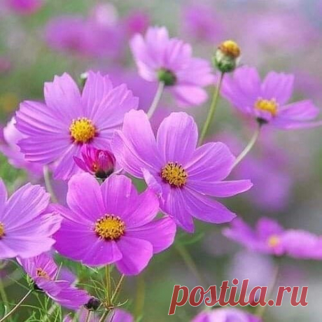 Жить...🌸
...Цветы - это улыбка Бога на земле...
Кто созерцает цветы, творит молитву Всевышнему.....
С удовольствием жить...Чтобы было, что вспомнить...И ничего.. что б хотелось забыть...
Пусть Жизнь дарит нам Людей, подобных Полевым Цветам -искренних, ярких, открытых Солнцу и Добру...Любовь :...Пока мы верим в Доброту, мы не совсемещё потеряны для... Рая!... Бог...

Дай Бог - всего хорошего, чего нет, и сохрани Бог - то хорошее, что есть. Марина Цветаева