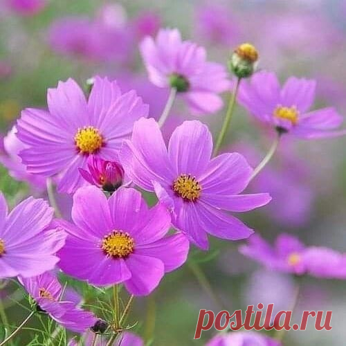 Жить...🌸
...Цветы - это улыбка Бога на земле...
Кто созерцает цветы, творит молитву Всевышнему.....
С удовольствием жить...Чтобы было, что вспомнить...И ничего.. что б хотелось забыть...
Пусть Жизнь дарит нам Людей, подобных Полевым Цветам -искренних, ярких, открытых Солнцу и Добру...Любовь :...Пока мы верим в Доброту, мы не совсемещё потеряны для... Рая!... Бог...

Дай Бог - всего хорошего, чего нет, и сохрани Бог - то хорошее, что есть. Марина Цветаева