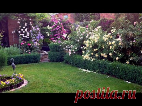 Лето в саду. Июнь. Розы.Клематисы.Гортензии и др.