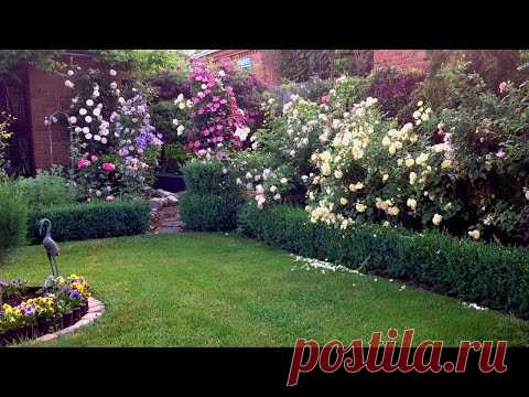 Лето в саду. Июнь. Розы.Клематисы.Гортензии и др.