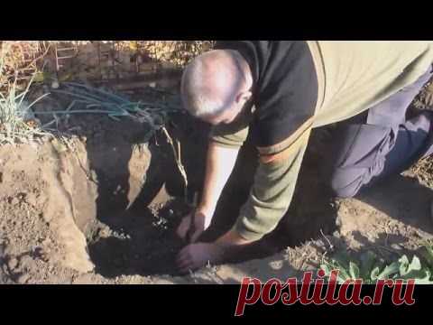 Посадка саженцев винограда весной и осенью+ВИДЕО | ВИНОГРАДНИК.by