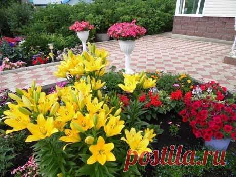 Запись на стене С ТАКИМИ ПОДКОРМКАМИ ВАШИ ЦВЕТЫ БУДУТ РАСТИ, КАК НАДРОЖЖАХ  Сохрани шпаргалку, поделись с друзьями&#33; Оказывается, цветы могут расти как на дрожжах и для этого всего навсего Вам следует сделать подкормки для них. А вот как их делать, всё в подробностях Вы сможете узнать в материале..