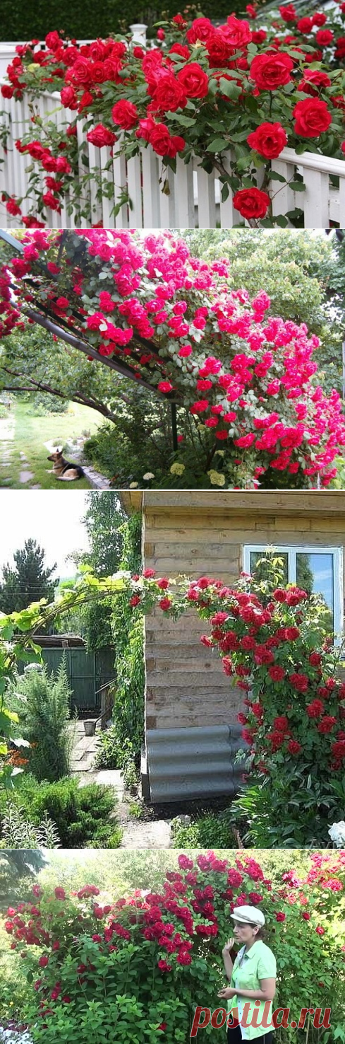 Одноклассники