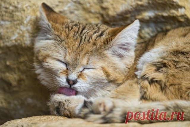 Бархатные коты
