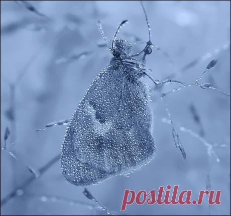 Фотография пользователя Korochkin Andrei - *** из раздела макро №5309061 - фото.сайт - Photosight.ru