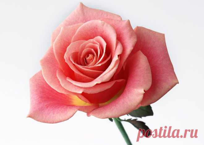 «Дорога добра (детская)» (Скороходов Эдуард) в исполнении BARITON48. MuzMix.com