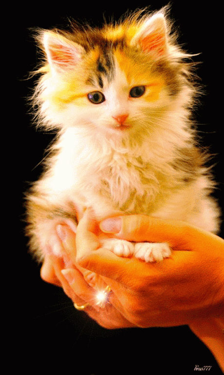 Живые фотографии – Живые картинки – Сообщество – Google+