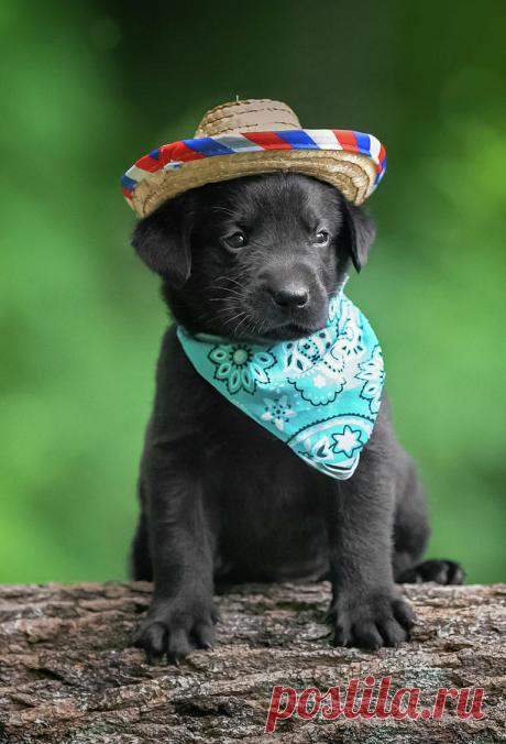 Black Lab Pup 6 by Jonathan Ross Black Lab Pup 6 Photograph by Jonathan Ross