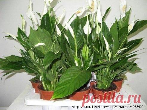 Письмо «сообщение хельга_оля : ЧЕМ ПОДКАРМЛИВАТЬ КОМНАТНЫЕ РАСТЕНИЯ? (22:28 22-05-2017) [5861588/415500240]» — хельга_оля — Яндекс.Почта