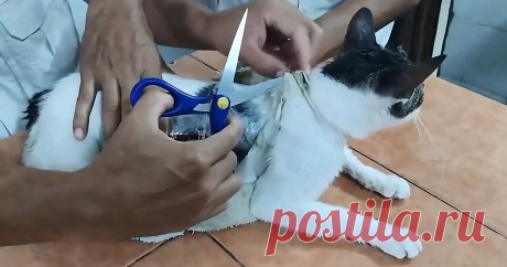 В Коста-Рике охранники задержали кота, который "поставлял" заключенным наркотики