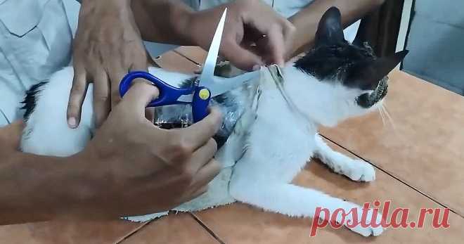 В Коста-Рике охранники задержали кота, который 