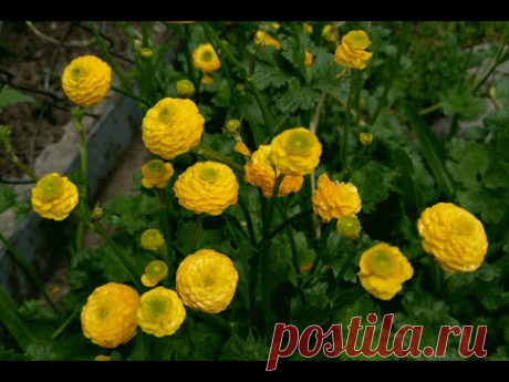 Лютик ползучий махровый (Ranunculus repens)